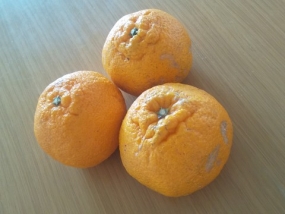 不知火♪　さあや♪