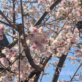 3/21★お花見ミルフィーユ☆ありがとうございました☆彡★次回3/28