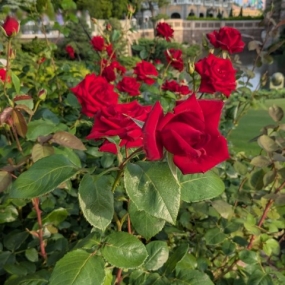 ★★★チャージ中