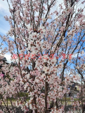 23日お礼 出勤予定 さくら♪