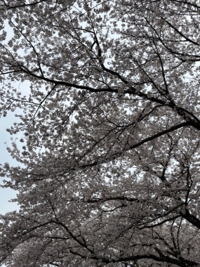 あみ　29日お礼です