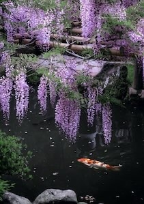 こい　