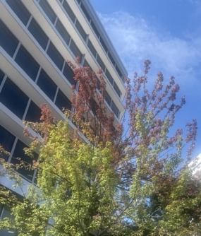 色づきました、少しずつ。。